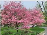 Can a Dogwood Tree Live in Florida?