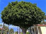 Can a Ficus Tree Go Outside?