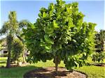 Can a Ficus Tree Survive Outside?