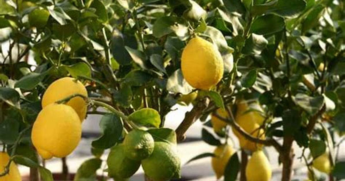 Can a Lemon Tree Survive in Shade?