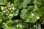 Can a Leopard Plant Be Treated as a Shade Perennial?