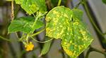 Can a Plant Recover from a Fungal Infection?