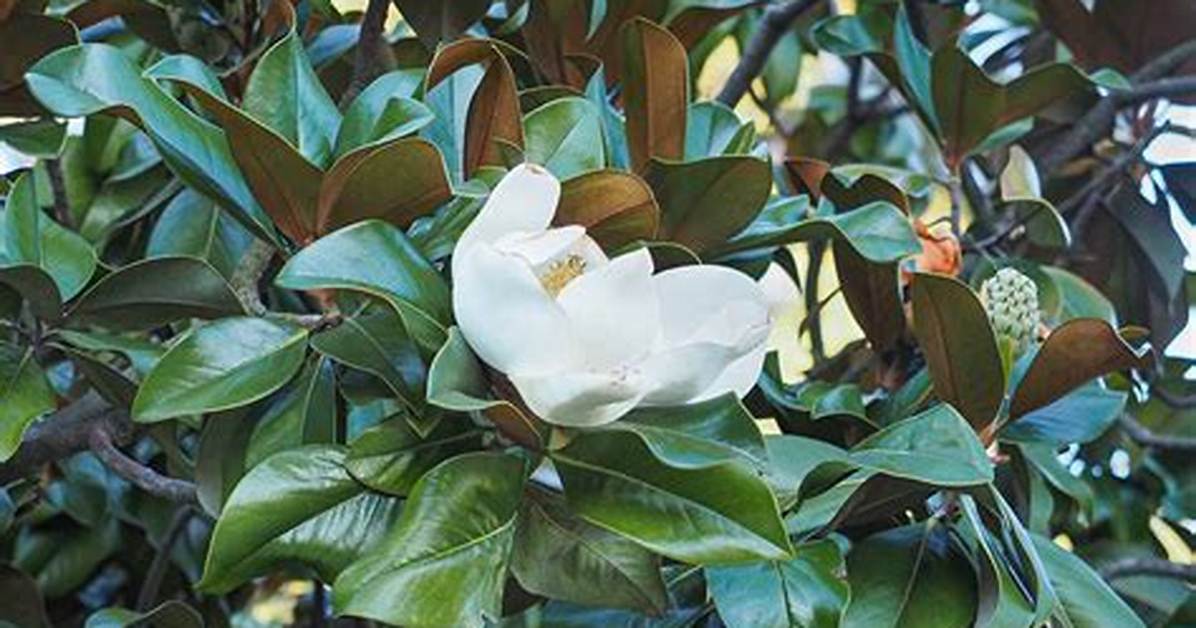 Can a Southern Magnolia Grow in Zone 5?