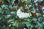 Can a Southern Magnolia Grow in Zone 5?