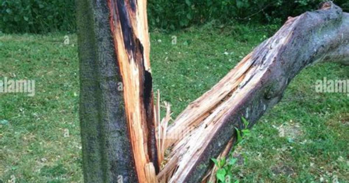 Can a Tree Live After Being Struck by Lightning?