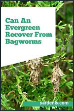 Can a Tree Recover from Bagworms?