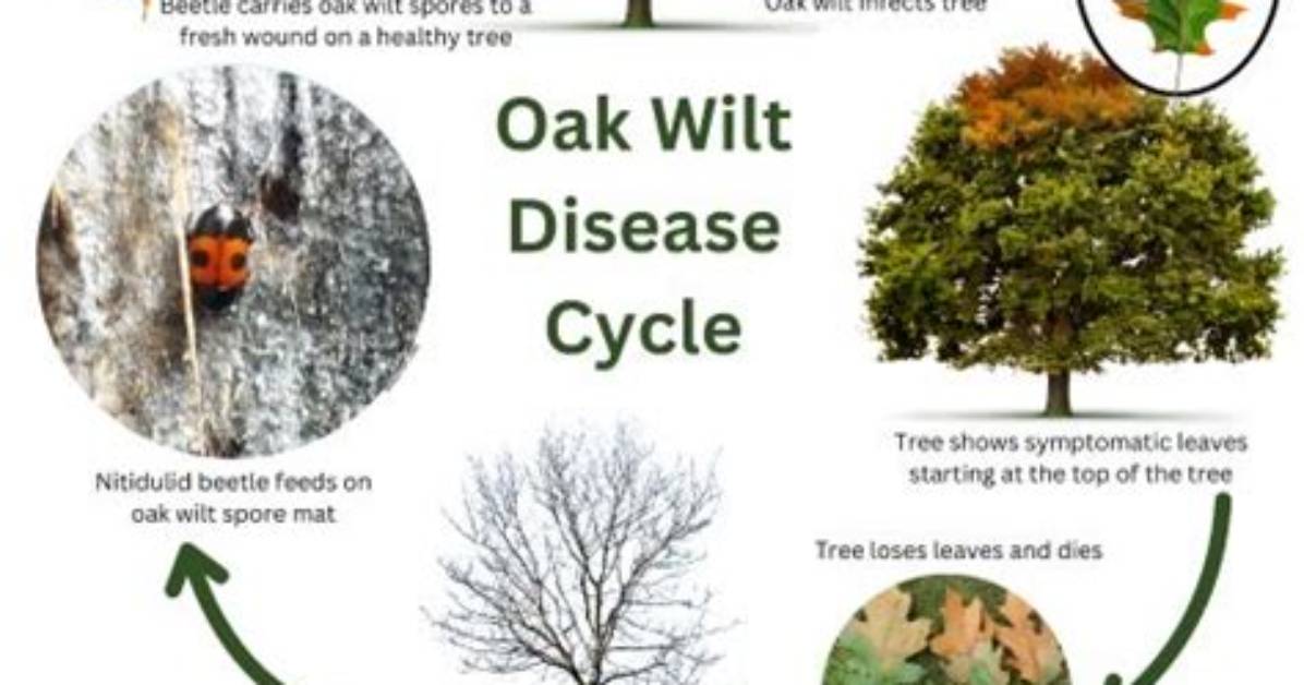 Can a Tree Recover from Oak Wilt?