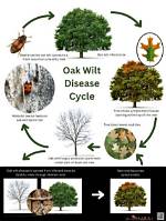 Can a Tree Recover from Oak Wilt?