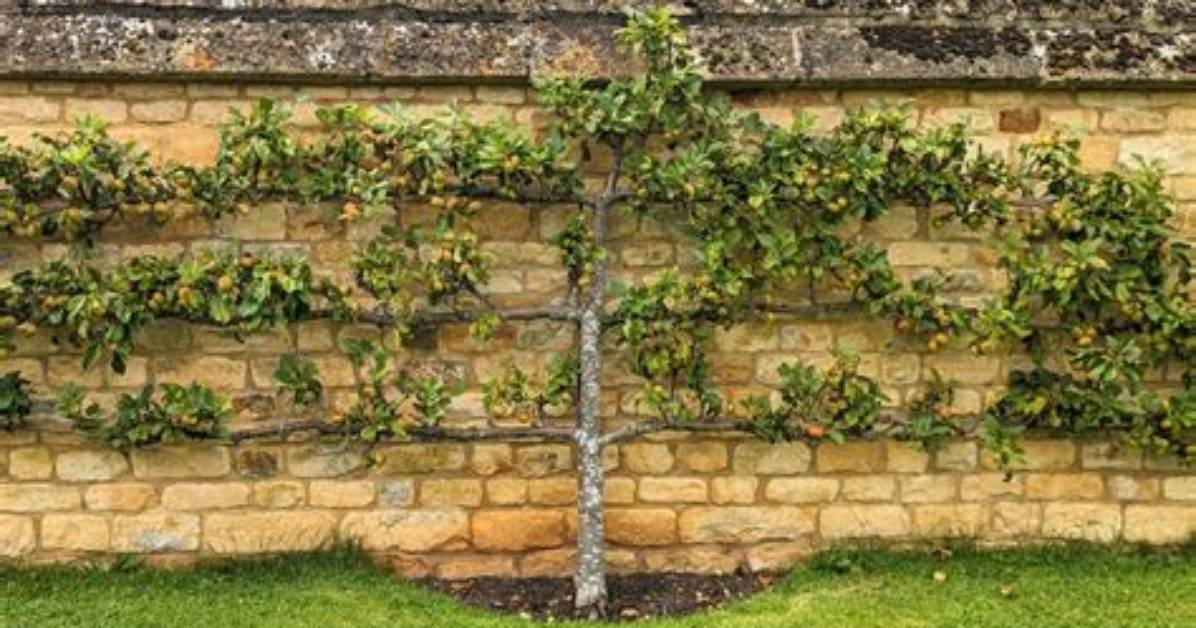 Can Apricot Trees Be Espaliered?
