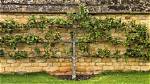 Can Apricot Trees Be Espaliered?