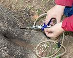 Can Ash Borer Trees Be Saved?