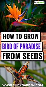 Can Bird of Paradise Grow in a Container?