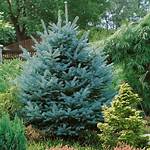 Can Blue Spruce Tolerate Wind?