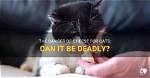 Can Cheese Kill You?