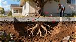 Can Cherry Tree Roots Damage House?