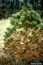 Can Dying Pine Trees Be Saved?