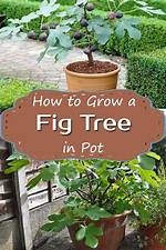 Can Fig Trees Grow in a Greenhouse?
