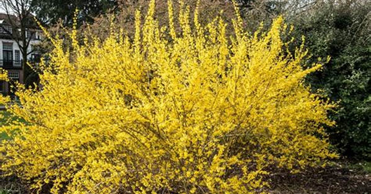 Can Forsythia Survive in Shade?