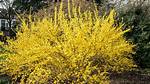 Can Forsythia Survive in Shade?