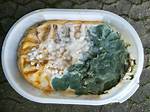 Can Frozen Ice Cream Grow Mold?