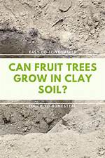 Can Fruit Trees Grow in Shallow Soil?