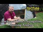 Can Greenhouse Azaleas Be Planted Outside?