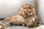 Can Hamsters Die from Burrowing?