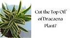 Can I Cut the Top off My Olive Tree?