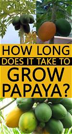 Can I Grow a Papaya Tree from Seed?
