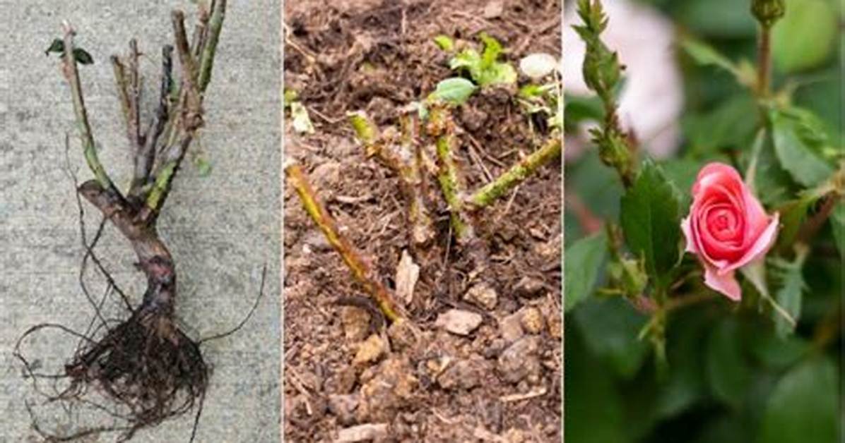 Can I Plant Bare Root Roses in July?