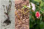 Can I Plant Bare Root Roses in July?