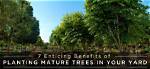 Can I Plant Mature Trees in My Yard?