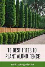 Can I Plant Trees Along My Neighbors Fence?
