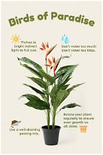 Can I Put My Bird of Paradise Outside?