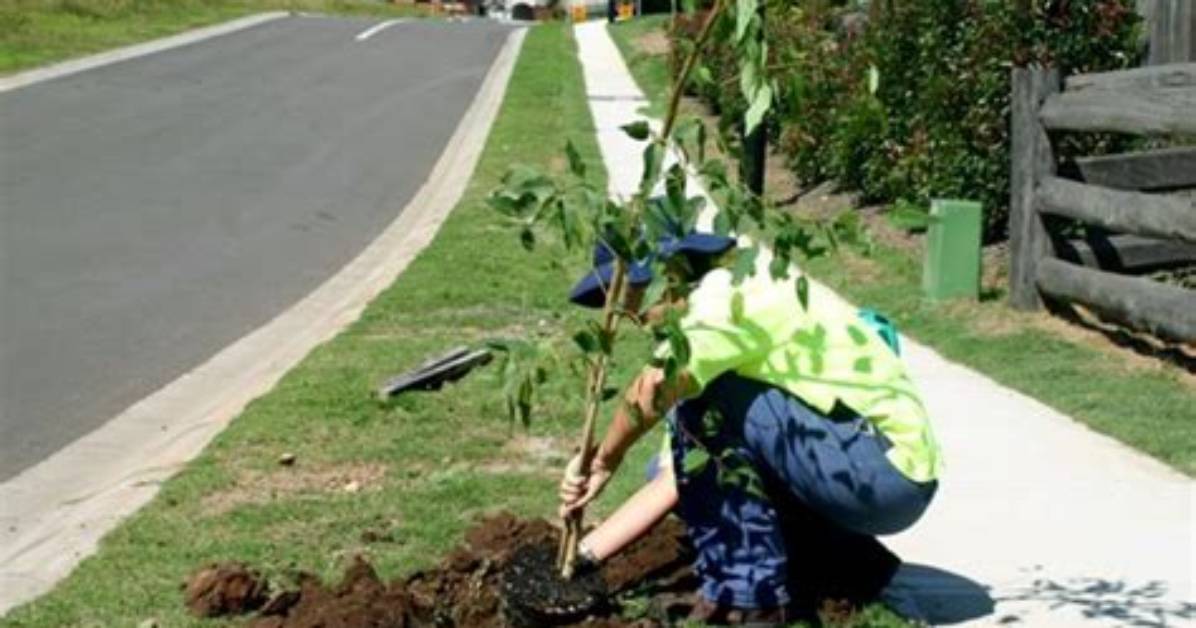 Can I Remove Tree on Nature Strip?