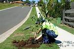 Can I Remove Tree on Nature Strip?