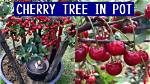 Can I Repot My Cherry Tree Now?