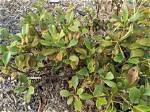 Can I Save My Indian Hawthorn?