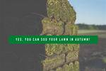 Can I Sod in Late Fall?