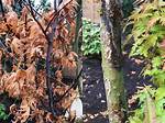 Can Japanese Maples Get Blight?