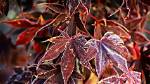 Can Japanese Maples Survive Winter in a Pot?
