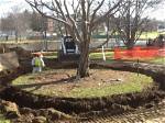 Can Large Oak Trees Be Transplanted?