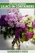 Can Lilacs Grow in Large Pots?
