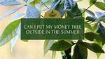 Can Money Tree Be Outside in Summer?