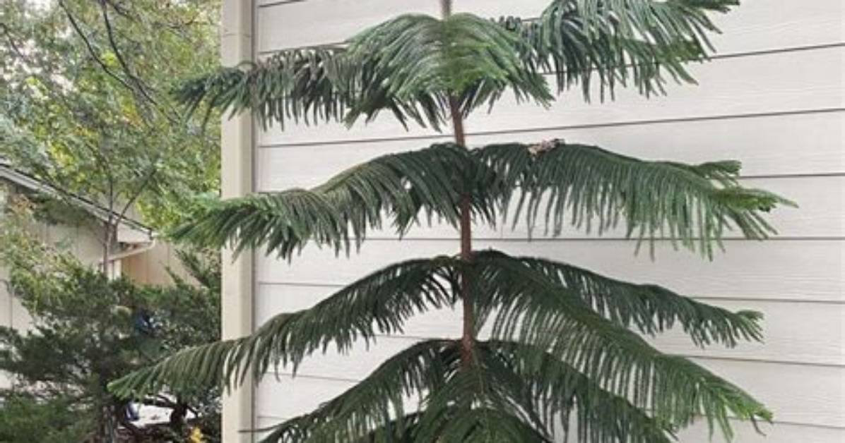 Can Norfolk Pine Survive Outside?