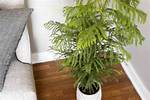 Can Norfolk Pines Be Grown Indoors?