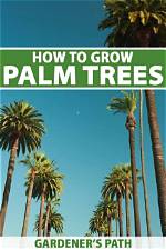 Can Palm Trees Be Planted Near a Pool?