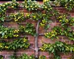 Can Pear Trees Be Espaliered?
