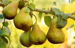 Can Pears Grow in Maryland?