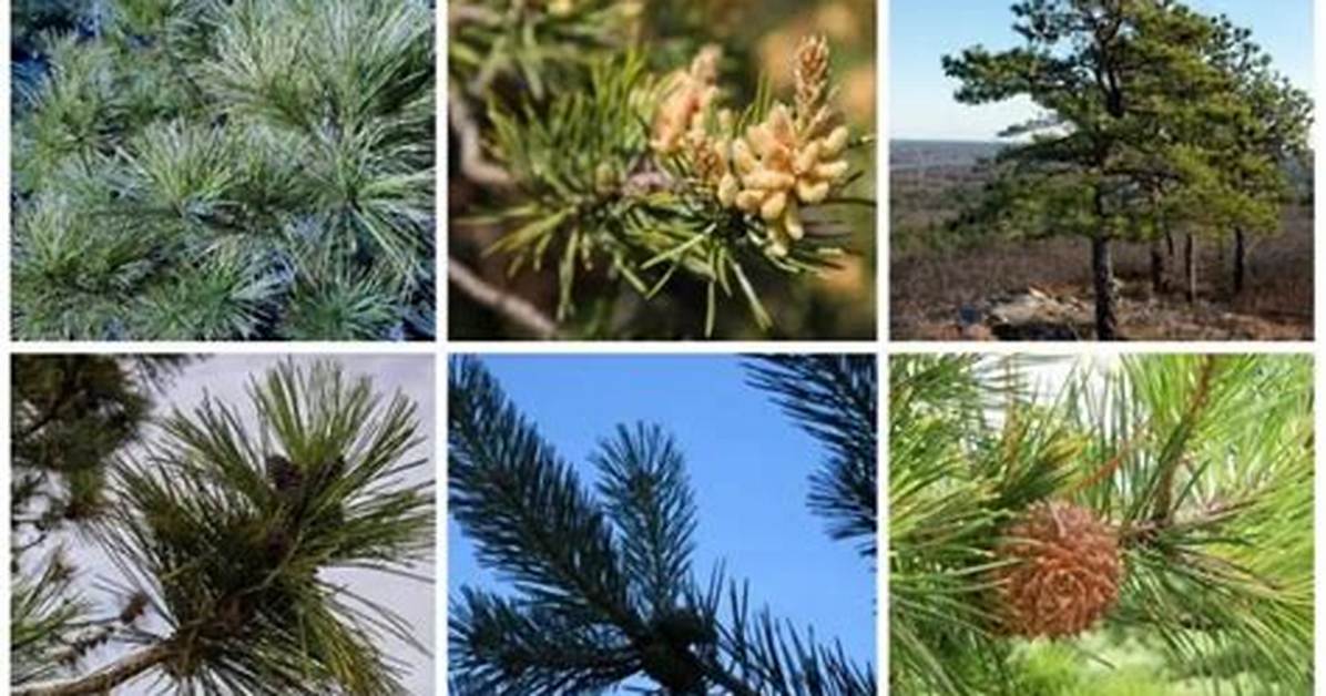 Can Pine Trees Live in Hot Weather?